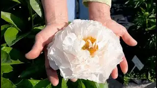 Blushing Princess peony. Блашинг Принцесс пион. Пулков сад