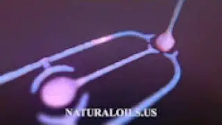 Young Living Essential Oils Mn • Naturaloils.us