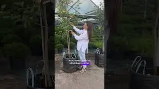 Несколько сортов яблок на 1 дереве это возможно? #сад #садоводство #огород #garden
