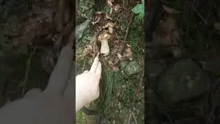 Тихе полювання.