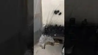Блэк бэлкон | 