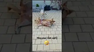 Fat dog can't stand up😂😂😂 #animals #dog #pets #funnyvideo #youtubeshorts #doglover