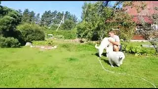 Продается щенок самоеда