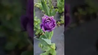 First Lisianthus Bloom! 