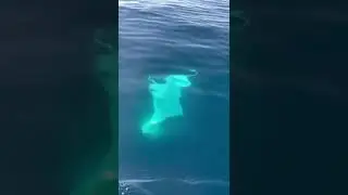 Diavolo di mare nelle acqua di Punta Campanella