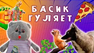 КАК БАСИК ПРОВОДИТ ЛЕТНИЕ КАНИКУЛЫ / БАСИК ЛЕТОМ ГУЛЯЕТ