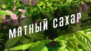 Mint sugar 🌿 For tea, baking, desserts, lemonade 🥤