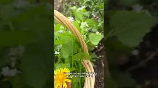 Why do you forage? #wildfood #foraging #natureconnection