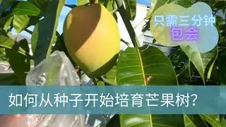 如何从种子培育芒果树？如何种芒果？等待五年今天终于结果了！Grow Mongo from the seed!