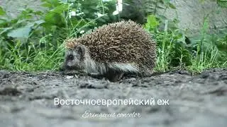 Восточноевропейский еж