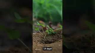 Little known facts about ants