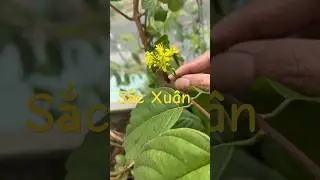 Sắc Xuân #1 - Hoa Vàng trên nền xanh mướt #shorts #xuan2024 #sacxuan #hoavangtrencoxanh