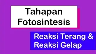 Tahapan Fotosintesis (Reaksi Terang dan Reaksi Gelap)