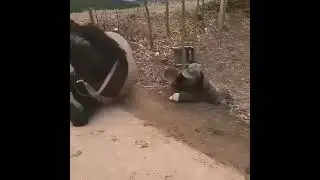 hayvonlar ham yaxshi do‘st
