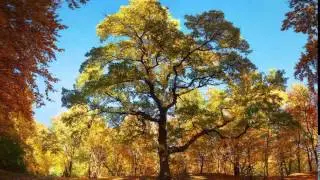 самая красивая природа и музыка