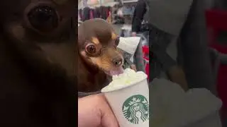 When you had a long day of shopping so you reward yourself with Starbucks! #dog #shorts