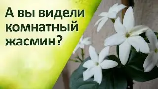 Комнатные цветы Жасмин Уход Обрезка