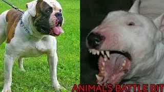 Кто сильнее!американский бульдог против бультерьера.//батл животных//(ANIMALS BATTLE BIT).