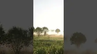 Пение птиц туманным утром. Звуки природы