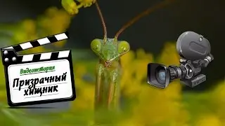 Видеоистория. Призрачный хищник