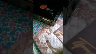 Серенада 306