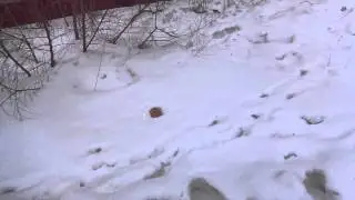 Свинарник в Кемерово №2 (17.03.15)
