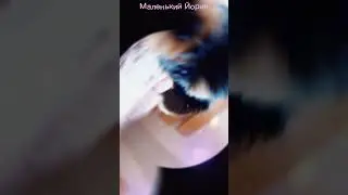 Милый маленький Йорик 
