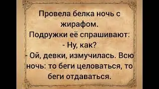 Провела белка ночь с жирафом... Подборка смешных анекдотов 2022