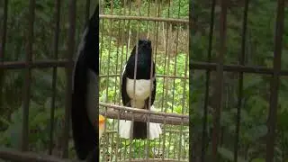 #birds
