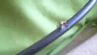 Spider, araña