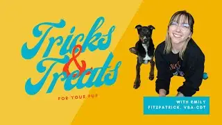 Teach Your Dog to Nod 'Yes' #tricksandtreats