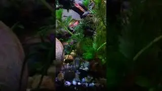 Fish Salon Update