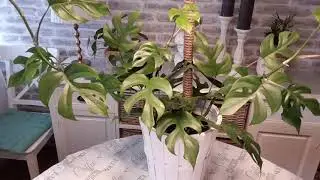 делаю ОПОРУ для  МИНИ - МОНСТЕРЫ / содержание и уход за цветком