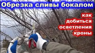 Формирование КРОНЫ у СЛИВЫ  по типу бокал