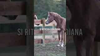 AGGIORNAMENTO inferno alle porte di casa: la cavalla MAGRISSIMA