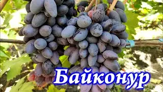 Байконур 2021