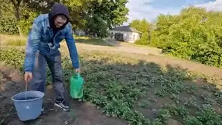 теперь ждём урожай/ замёрзли жуки на картошке