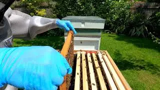 Swarm 2: Inspection Wednesday 24th June 2020