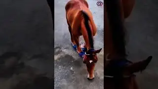 هذا ليس حصان إنه مبدع #shorts