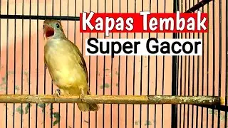 Pancingan kapas tembak rapat