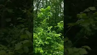 хэерле иртэ☀️🌿🌿🌿🤗