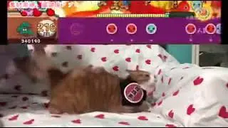 How to play a Japanese cat 🐈 😻