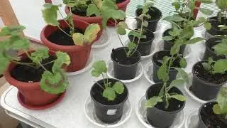 26 апреля - посылка с цветами от фирмы Агровиола, цветы сутки спустя