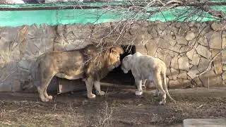 #shorts Лев завёл львицу в домик: "Домой любимая"!)🦁🐆🏠
