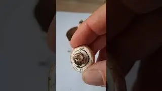 Это шампиньоны  ?