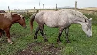 Привели сивую кобылу к жеребцу