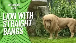Chinese Zoo Leaves the Internet Baffled - Photos of Lion With Straight Bangs
