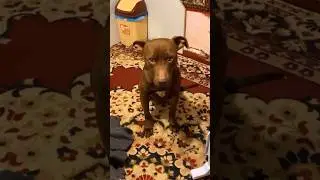 Вспомним #1 #pitbull #americanbreed #dogbreed #питбуль #americanbully #shorts
