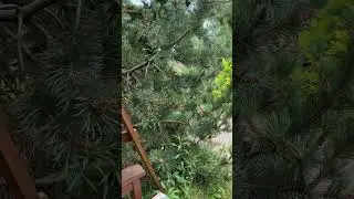 Заниматься на природе, кайф🔥🙏🌱#учуанглийский #skyeng #английский #лето #дача #история #дети