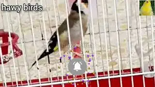 تغريد حسون يغرد بصوت حلو جدا